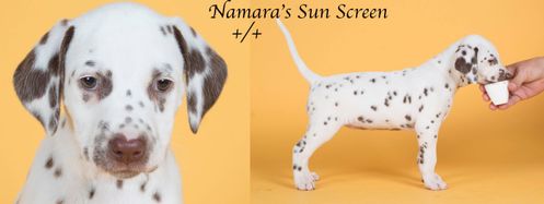 Namara's Sun Screen