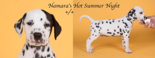 Namara's Hot Summer Night