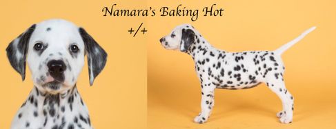 Namara's Baking Hot