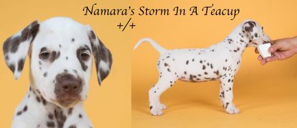 Namara's Storm in a Teacup