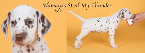 Namara's Steal my Thunder