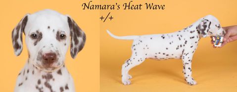 Namara's Heat Wave